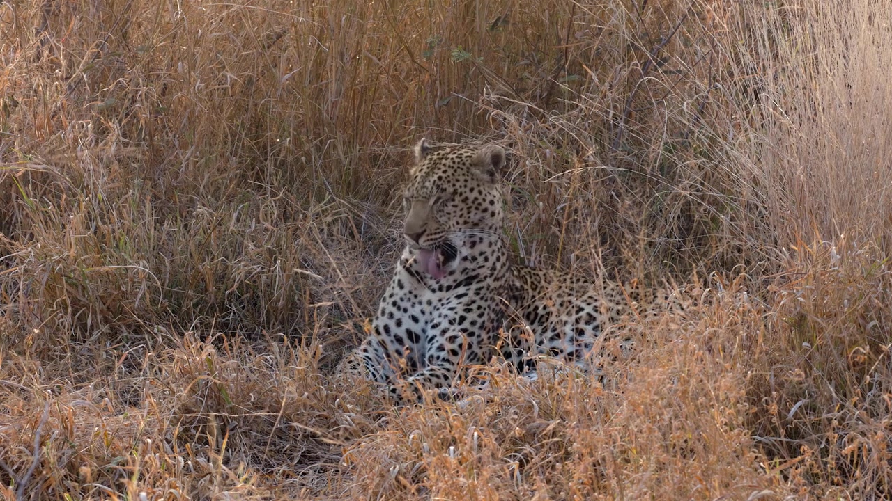 Getarnter Leopard im hohen, trockenen goldenen Gras leckt sein Fell, Fellpflege Nahaufnahme