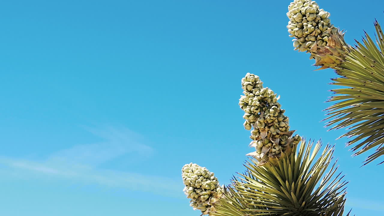 풍차 농장 사막의 봄에 피는 조슈아 꽃