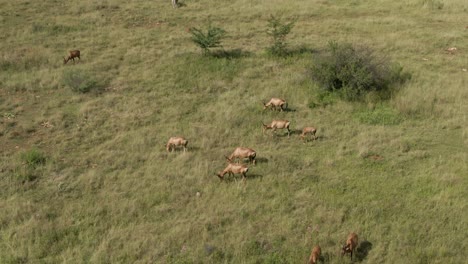 Imágenes-Aéreas-De-Drones-De-Una-Manada-De-Antílopes-Nyala-Pastando-En-La-Sabana-De-Verano-En-La-Naturaleza