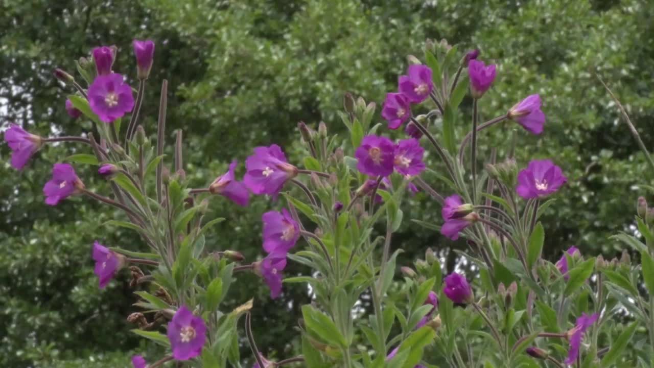 gran hierba de sauce, epilobium hirsutum. verano. reino unido