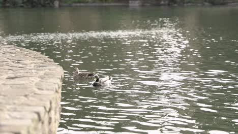 two ducks swimming around the lake