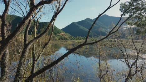 Drone-flight-through-trees-on-shoreline-of-magical-wetland-ecosystem-landscape-in-the-rugged-and-wild-South-Island-of-New-Zealand-Aotearoa