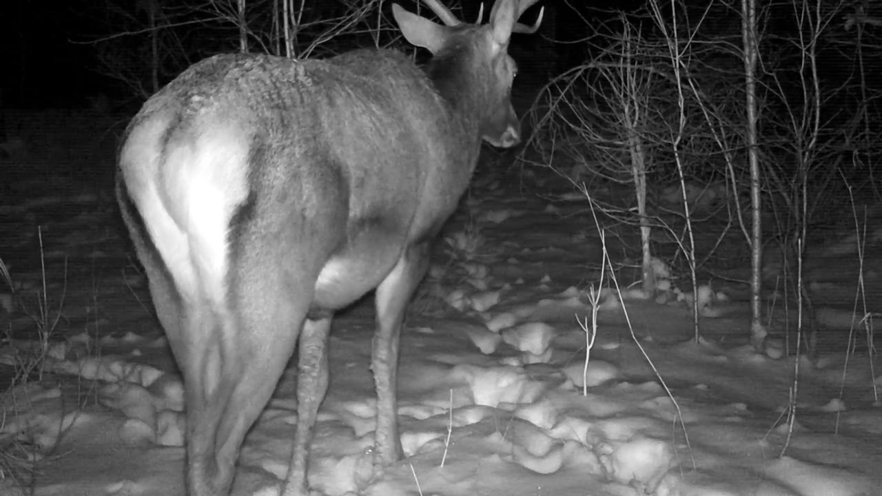 Cervo maschio (Cervus elaphus) in una foresta innevata di notte, circondato da alberi spogli. Ideale per documentari sulla fauna selvatica o progetti a tema invernale
