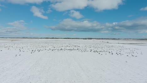 Luftaufnahme-Einer-Großen-Herde-Saatgänse,-Die-In-Der-Luft-Aufsteigt,-Schneebedecktes-Landwirtschaftliches-Feld,-Sonniger-Wintertag,-Vogelzug,-Niedrige-Drohnenaufnahme,-Die-Sich-Vorwärts-Bewegt