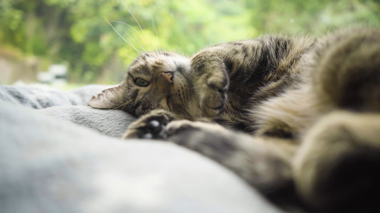 Lazy Tabby Cat Lying Down The Comfy Couch. Selective Focus Shot