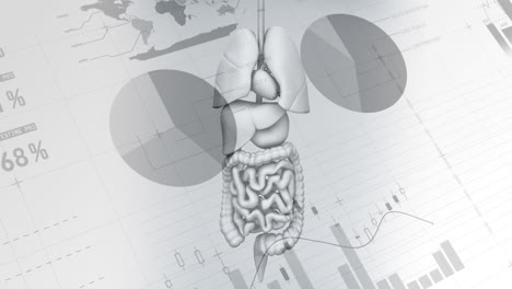 animation of data processing over human organs body model