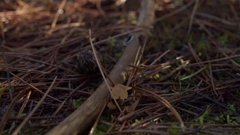 young mushrooms growing on the ground with rotting plants stems and branches