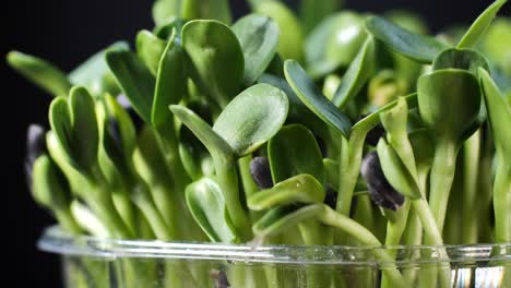 germination of seeds for nutrition. seedlings micro greens