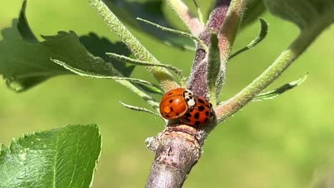 Ritual-De-Apareamiento-De-Mariquitas:-Insectos-Beneficiosos-En-El-Jardín