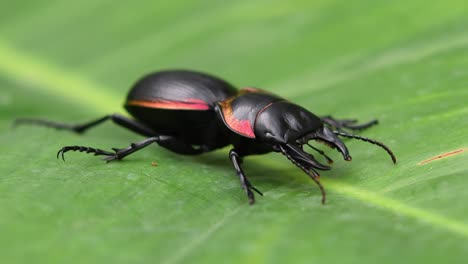 large ground beetle, mouhotia batesi