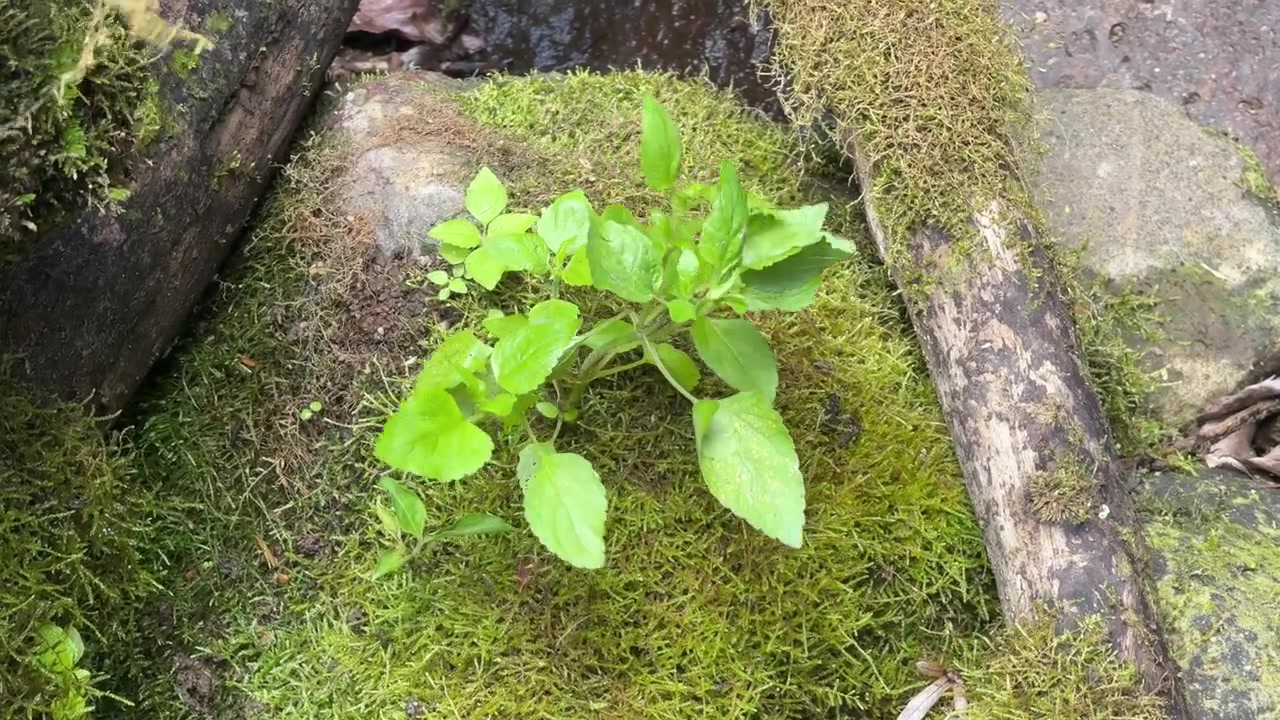 Tanaman Hijau Kecil Tumbuh di Batu Berlumut Dekat Aliran Sungai