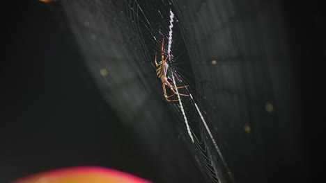 araña cruzada de san andrés sentada en el centro de su telaraña, comiendo una mosca