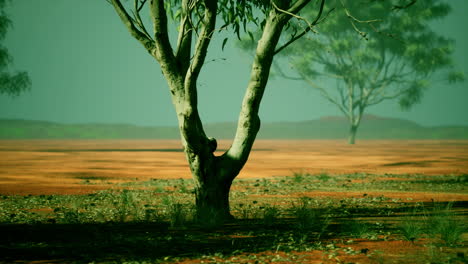 paisaje del interior de australia: árboles de eucalipto en el árido desierto