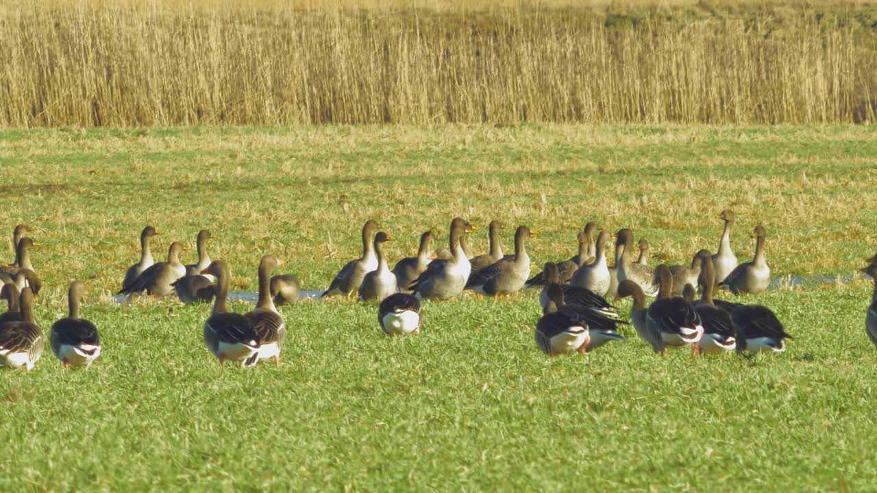 이주 시즌 동안 북부 유럽의 녹색 농경지에서 번식하는 그레이래그 거위의 아름다운 큰 무리, 화창한 봄날, 먼 중간 낮은 각도의 근접 촬영