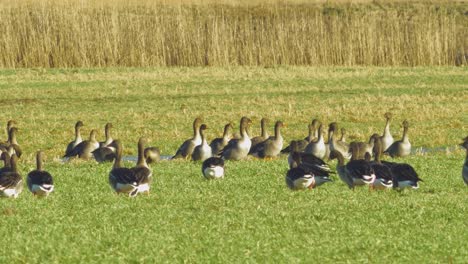 beautiful large flock of greylag goose breeding in the green agricultural field northern europe during migration season, sunny spring day, distant medium low angle closeup shot