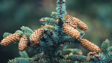 a close-up shot of the top of the young pine tree