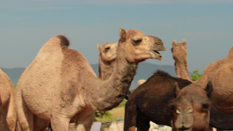 a group of camels in the desert