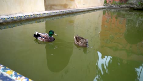 Männliche-Und-Weibliche-Entenschwimmen-Im-Teich