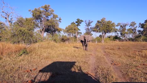 elefante africano adulto advierte a los huéspedes del safari con cargos engañosos