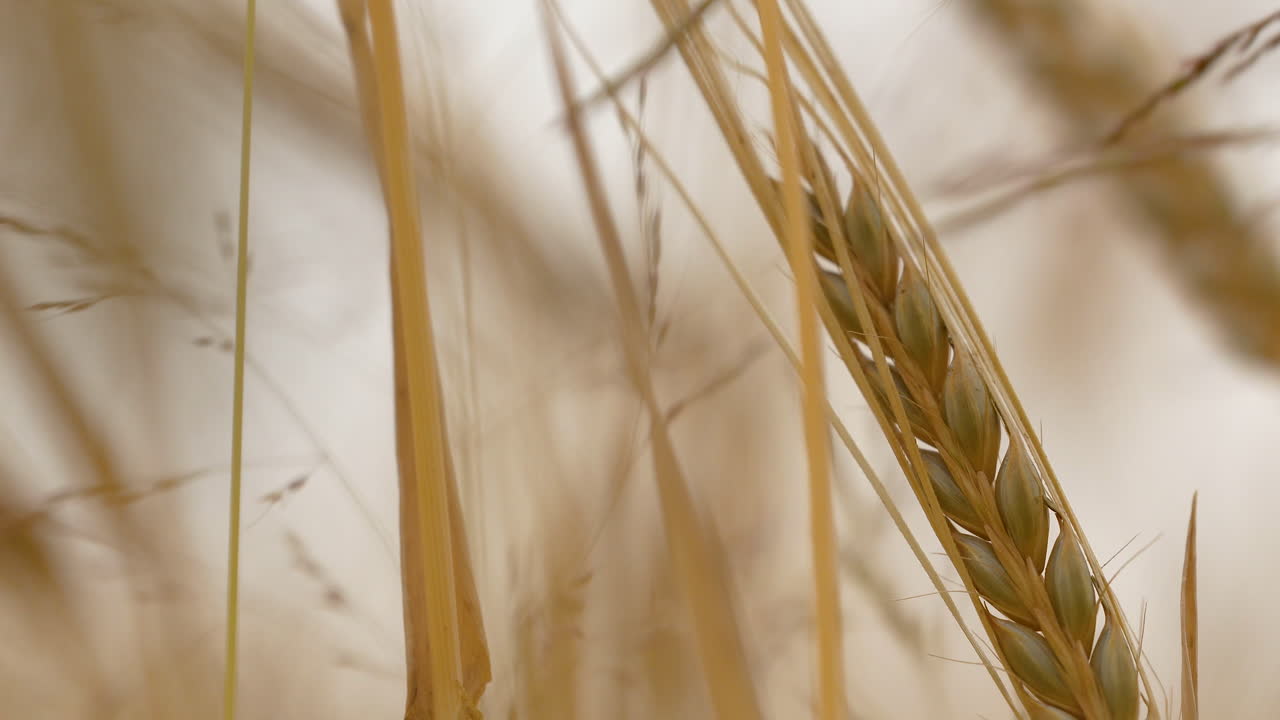 Closeup of common wheat crops swaying in wind in a farm