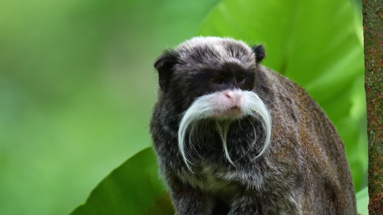 Close-up de retrato de um macaco sagui-imperador (Saguinus imperator) com um bigode branco distintivo, observando curiosamente os arredores