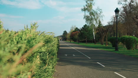 road in park near bushes