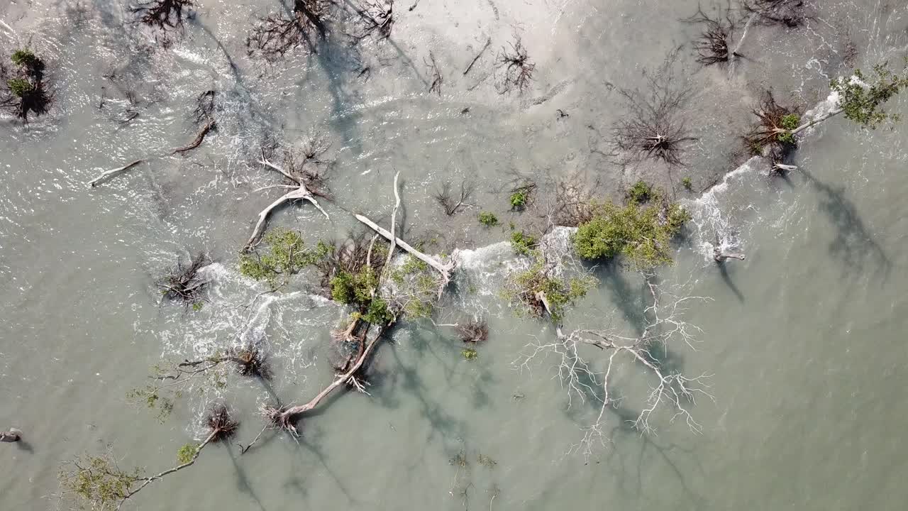 공중에서 회전하여 맨그로브 나무의 벌거벗은 건조한 가지를 내려다보십시오.