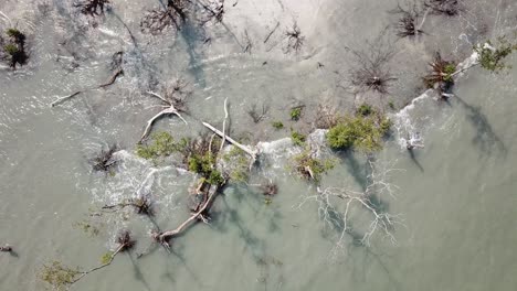 Aerial-rotate-look-down-bare-and-dry-branch-of-mangrove-trees