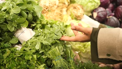 person shopping for fresh herbs and vegetables at a market