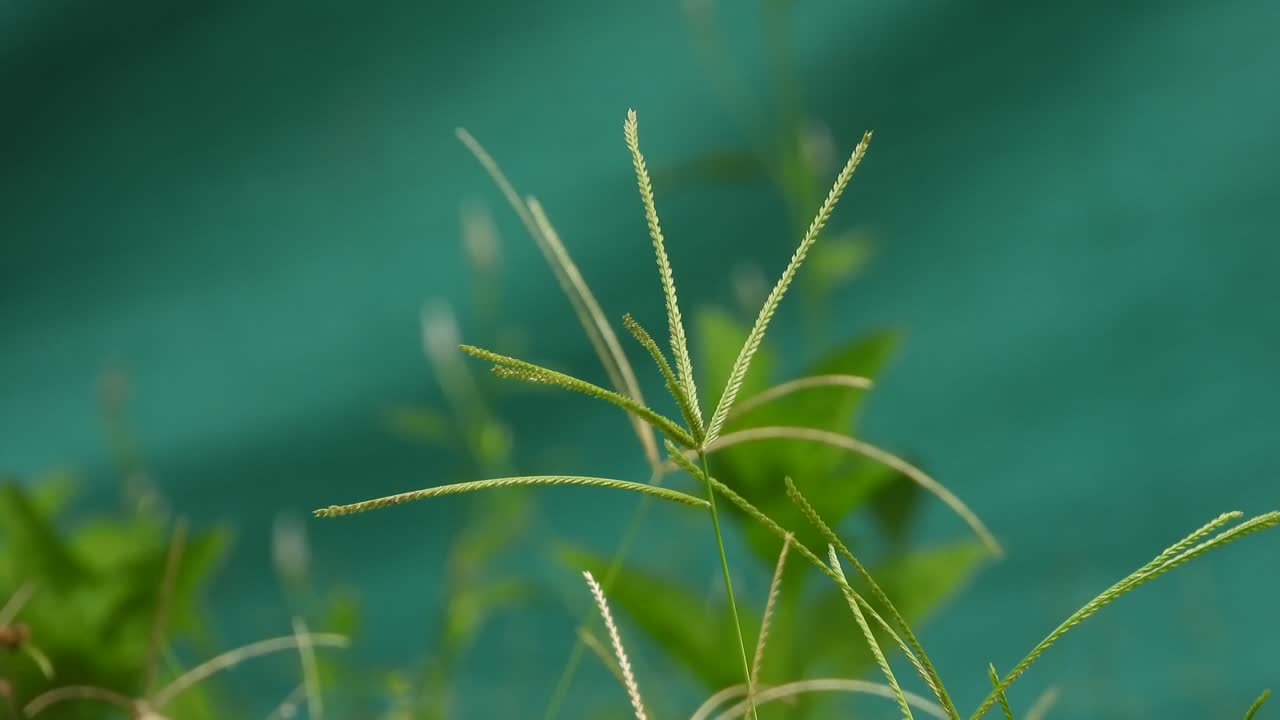 Beautiful green grass plant in wind