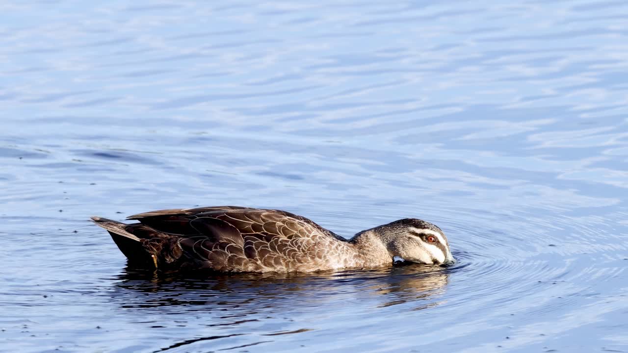 A duck gracefully glides and dips its head in serene blue water, creating gentle ripples.