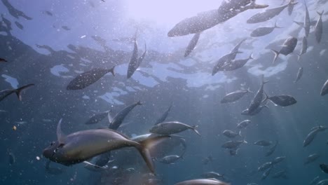 battle scarred great white shark carcharodon carcharias 4k badly scarred shark close ups neptune islands south australia