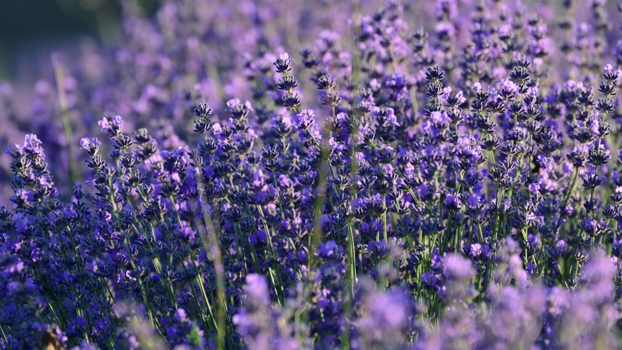 Campo di lavanda in fiore che crea un bellissimo paesaggio viola. Messa a fuoco a slittamento.