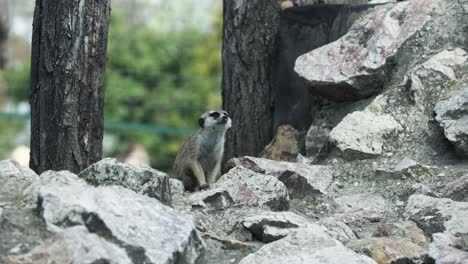 Pequeña-Suricata-Parada-En-Una-Colina-Y-Después-De-Avanzar,-Fuera-De-La-Vista-De-La-Cámara