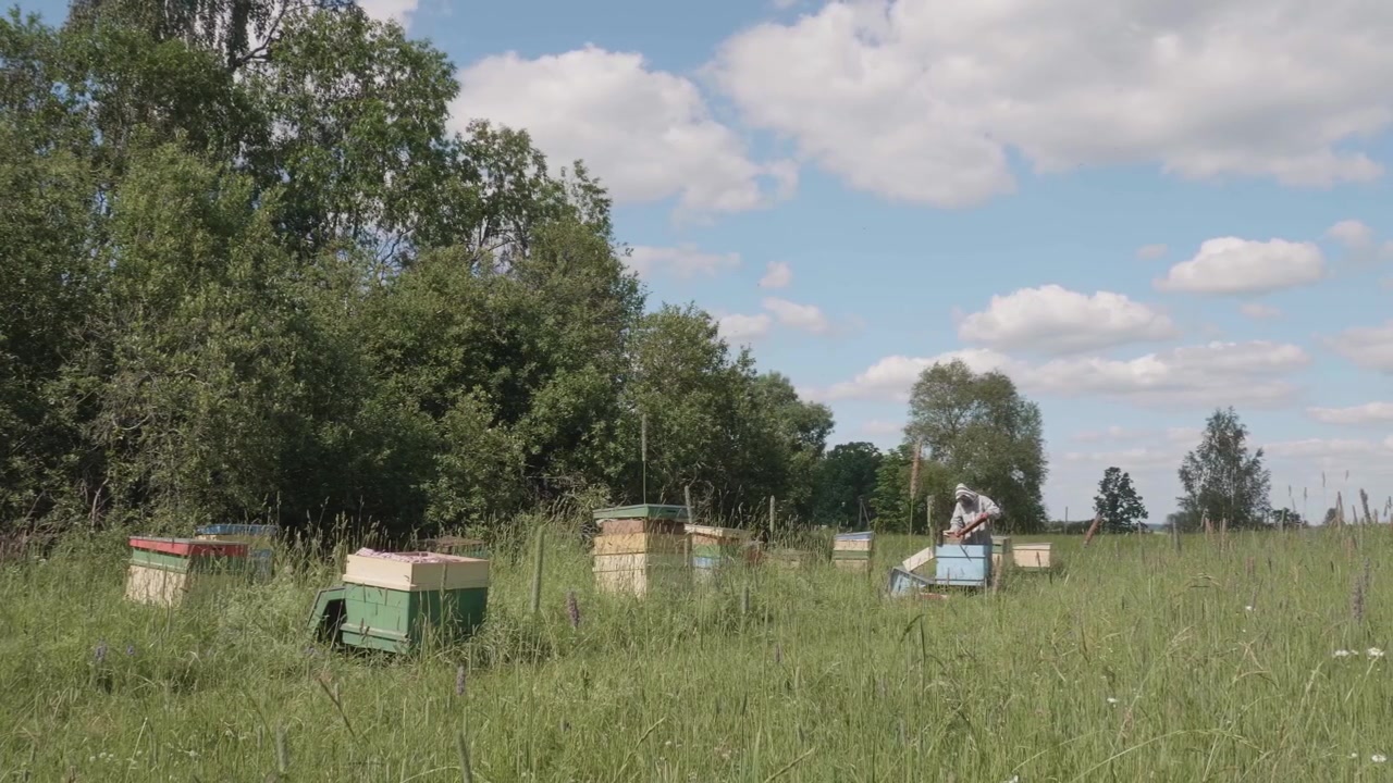 Beekeeper in costume in the field checks bee hive