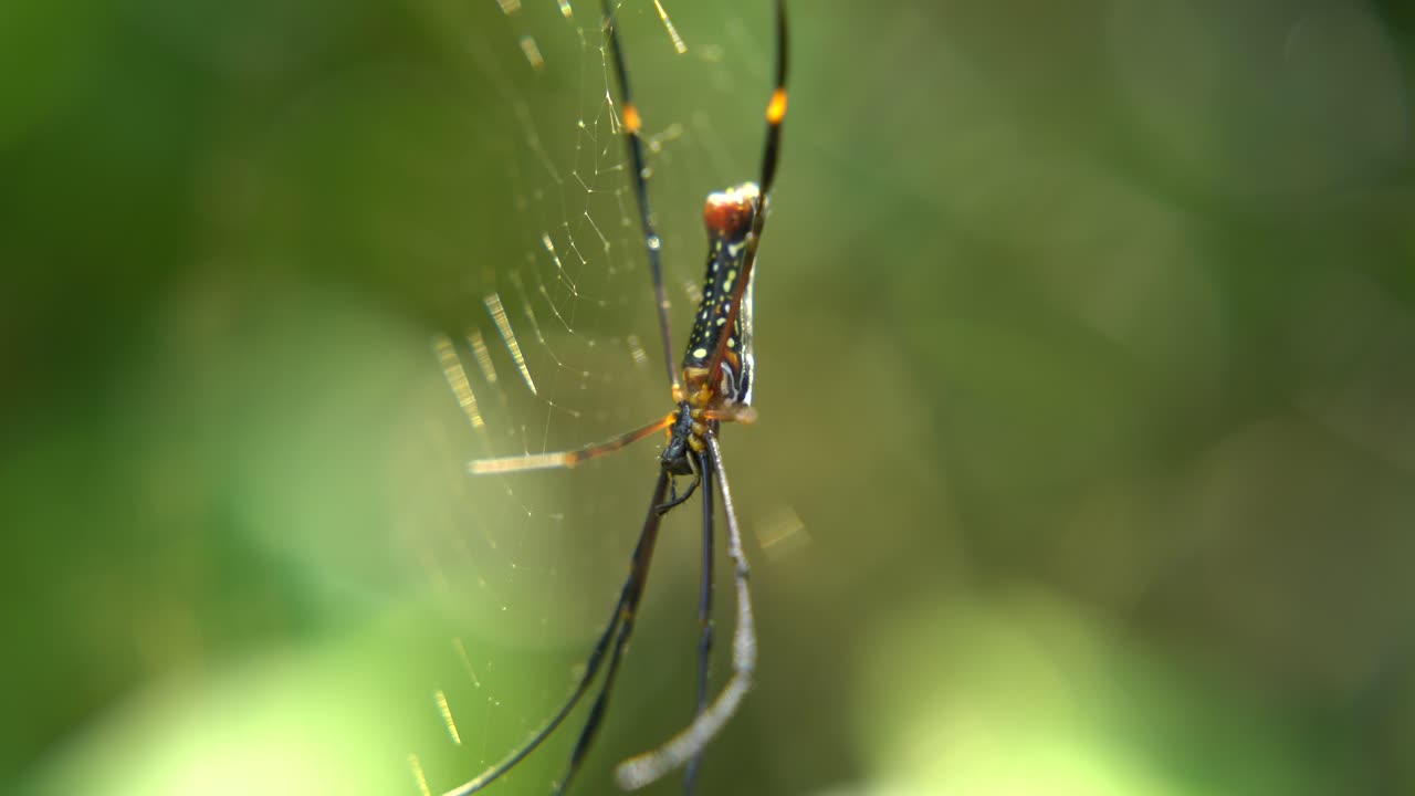 la araña se sienta en su telaraña esperando a la presa