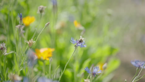 Cinematic-slow-motion-shot-of-a-bee-on-a-blooming-flower,-bee-flies-away,-pollen-visible-on-the-legs