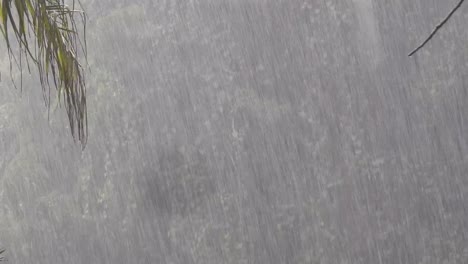 torrential rain over cloud forest with palm leaves in the foreground