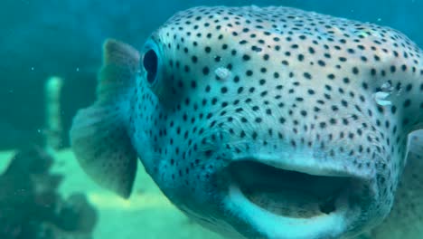 blow fish or baiacu swming inside a water tank