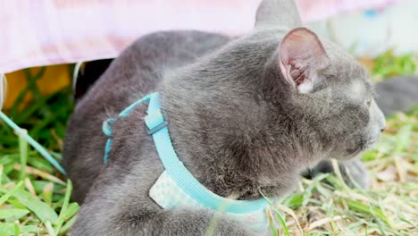 gato gris con ojos amarillos descansando al aire libre en el parque de bangkok