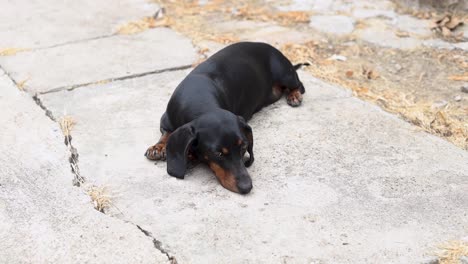 perro salchicha negro tendido sobre el hormigón