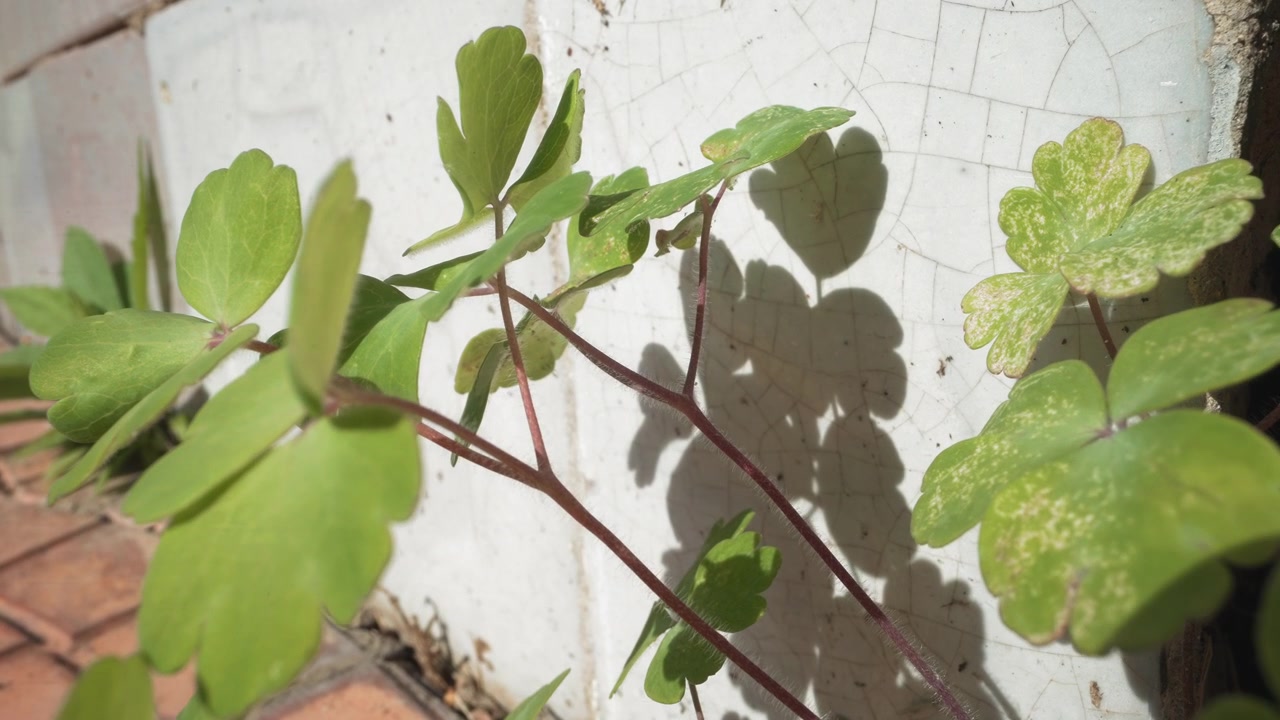 Foglie verdi di pianta che ondeggiano alla luce del sole contro un muro bianco screpolato