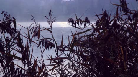 niebla sobre el río y juncos en la mañana de otoño-1