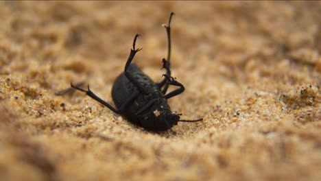 Black-cockroach-stuck-on-back-on-sandy-beach,-time-lapse-view