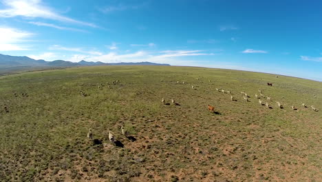 karoo sheep farm