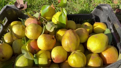 a farmer plucks pears in a box a farmer plucks pears in a box delicious yellow pears in autumn fruit picking video close up