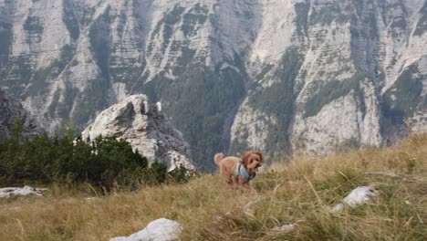 un pequeño perro caniche de juguete marrón está corriendo