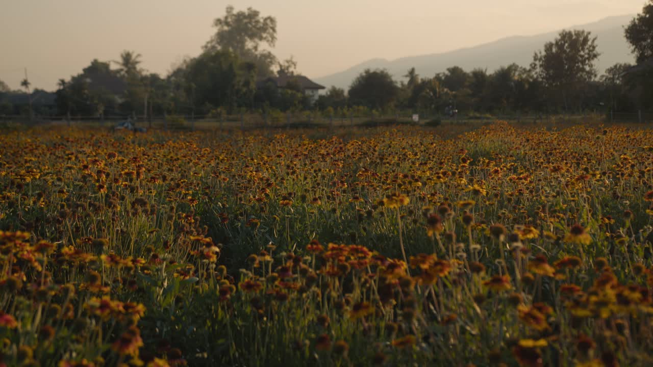 Campo di fiori al tramonto