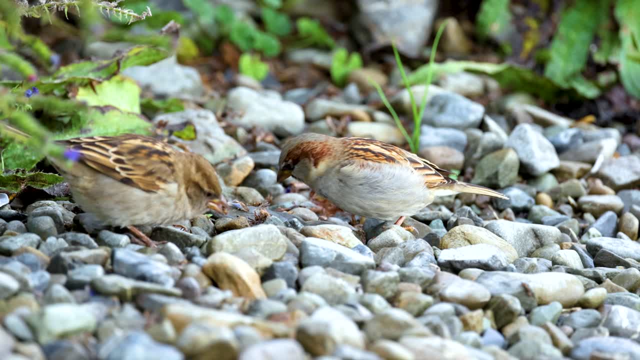 Two sparrows engage on a pebbled ground near Lake Tekapo, surrounded by greenery. Natural lighting enhances the serene, observational mood