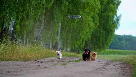 Happy dogs running in summer. Group of well-groomed pet dogs moving on the road to camera among green landscape. Drone flying over the domestic animals.